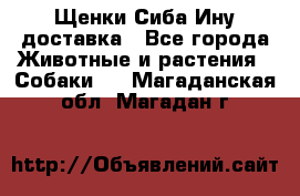 Щенки Сиба Ину доставка - Все города Животные и растения » Собаки   . Магаданская обл.,Магадан г.